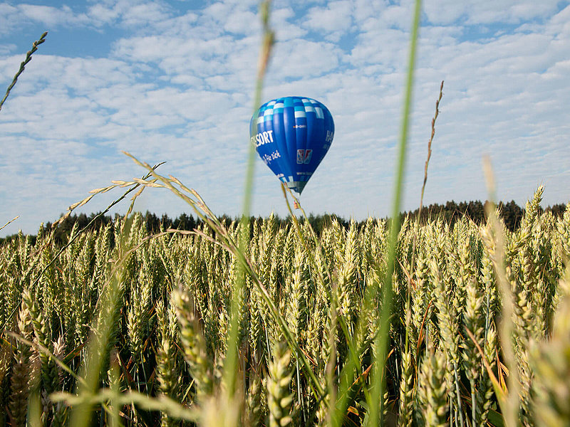 Ballon schwebt bodennah über ein Getreidefeld